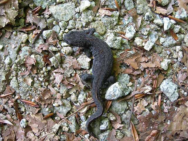 Tritone alpestre,Triturus alpestris?Ichthyosaura a.alpestris